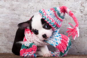 roupas-para-cachorro-2.jpg