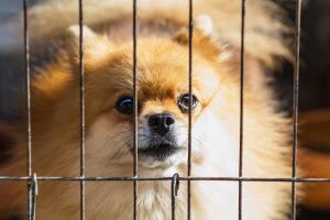 mascotas en el carro