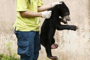 Animales