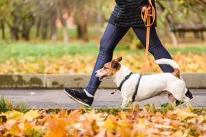 Passeio com cachorro