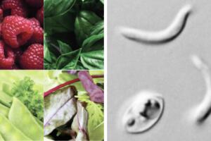 ciclosporosis infección intestinal Houston