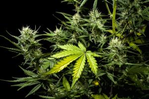 Cannabis female plant