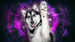 ¿Cómo es tu perro según su signo zodiacal?