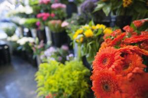 flores-estranhas-2.jpg