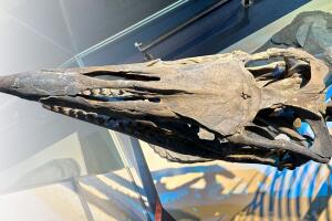 Tylosaurus rex Texas