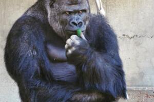 shabani_.jpg
