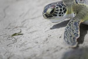 Regresan a su hábitat cinco tortugas de mar rescatadas en playas del sur de Florida