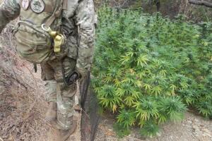 Marihuana bosques.jpg