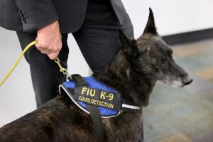 Miami International Airport Tests Use Of Covid-19 Detecting Dogs