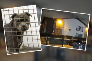 perro ataca niño 5 años en North Dallas