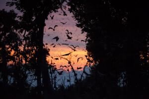 Annual Bat Migration