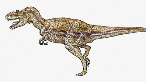 Nombres De Dinosaurios Carnivoros Explora Univision Nombres De Dinosaurios Carnivoros Explora Univision