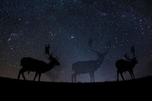 World Press photo