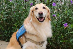 Ofrecerán vacunas y licencias para perros gratis en condado de Maricopa