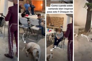 perro_asusta_mariachi.jpg