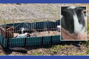 conejillos de indias