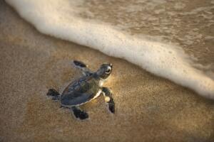 Tortuga bebé