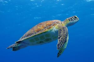 tortuga-nadando-en-el-mar-limpio.jpg