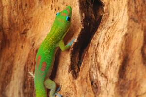 Gecko
