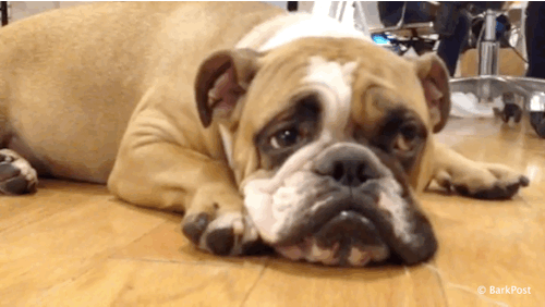 traer-una-mascota-al-hogar-1.gif
