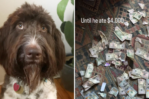 Perro se hace viral por comerse 4 mil dólares en billetes