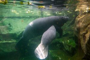 FRANCE-PARK-ZOO-BEAUVAL