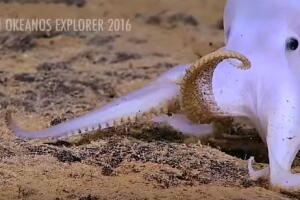 nueva_especie_pulpo_2016.jpg