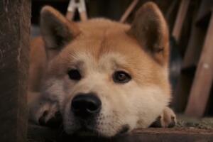 hachi-pelicula-perro-hachiko-fotos.jpg