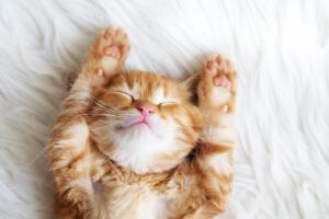 Gato durmiendo