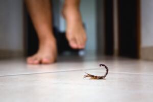 Scorpion indoors near a person. Person walking near a scorpion. Detection concept, brown or yellow scorpion, poisonous sting.