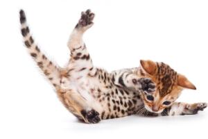 cuanto-vive-un-gato-2.jpg