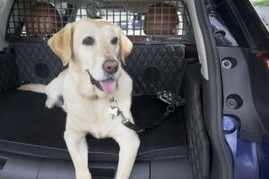 mascotas en el carro