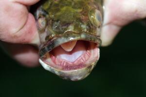 Snakehead Fish Found In Lake Michigan