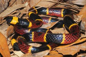 Serpientes/Eastern Coral Snake.jpg