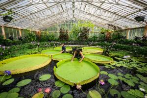 Kew Names Giant Waterlily Species New To Science