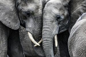 elefantes.jpg