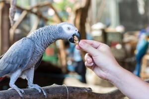 aves_3.jpg