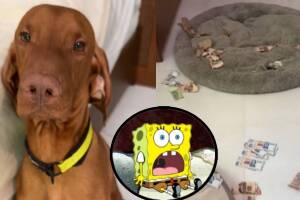 Perro hace travesura a su dueña al romper varios billetes
