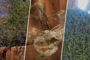 gusanos-dallas-fort-worth