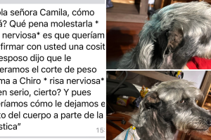 perro-corte-peso-pluma-viral (2).png