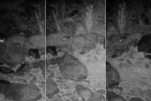 Graban rara especie de felino que no había sido vista en Arizona en 50 años 