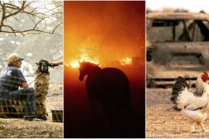 animales incendios.jpg