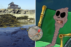 Encuentran una criatura extraña en Australia e internautas la comparan con personaje de Bob Esponja.