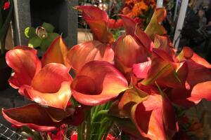 UNA DOCENA DE FLORES PARA MAMA /IMG_1583.JPG