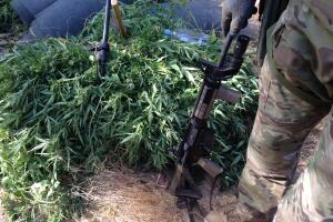 Plantíos de marihuana en Los Ángeles