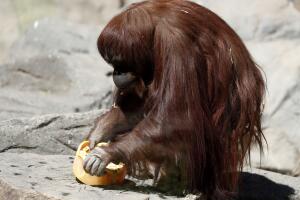 Argentina Sandra The Orangutan