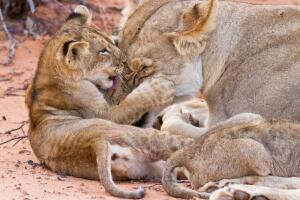 animales_dia_de_la_madre3.jpg