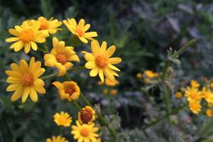 Flores silvestres de Texas
