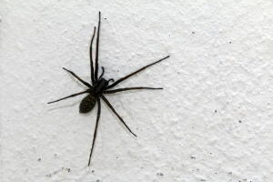 Araña