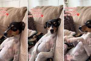 Perrita mira la película ‘Titanic’ y su reacción se hace viral en TikTok.